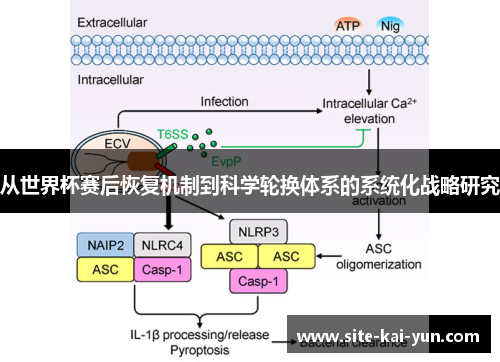 从世界杯赛后恢复机制到科学轮换体系的系统化战略研究